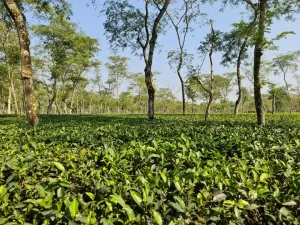 Tea-Garden